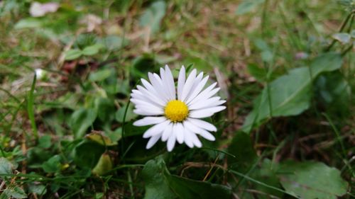 Close-up of white daisy blooming outdoors