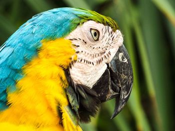 Close-up of gold and blue macaw