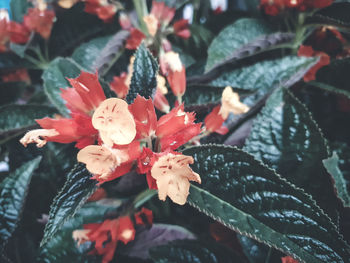 Close-up of red flowering plant