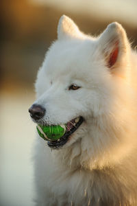 Close-up of dog in water