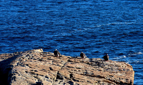 View of birds on rock by sea