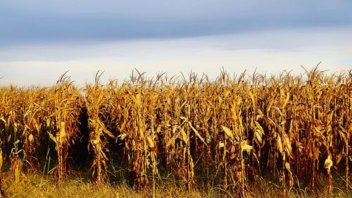 Close-up of crops on field against sky