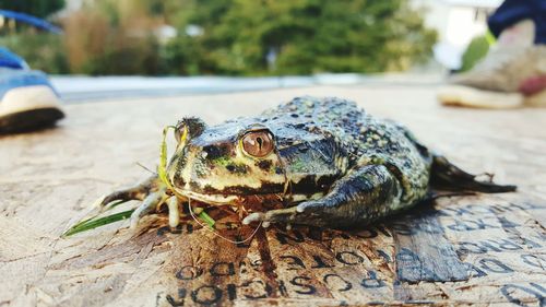 Close-up of frog