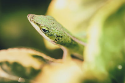 Close-up of frog on leaf