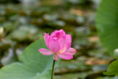 Close-up of pink water lily
