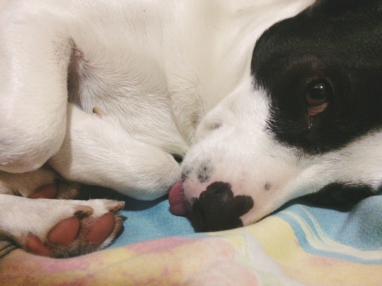 animal themes, domestic animals, pets, one animal, mammal, dog, indoors, animal head, close-up, animal body part, relaxation, looking at camera, portrait, resting, zoology, high angle view, young animal, part of, no people, lying down