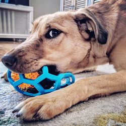 Close-up portrait of dog