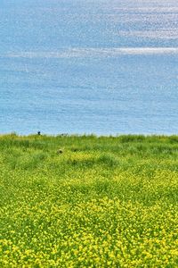 Scenic view of yellow flowering plants on land