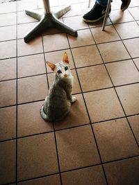 High angle view of cat sitting on tiled floor