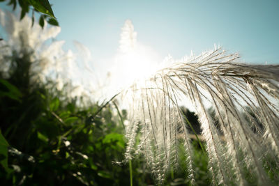 Close-up of stalks in field against clear sky