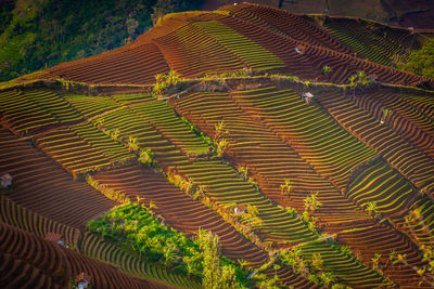 Full frame shot of agricultural field