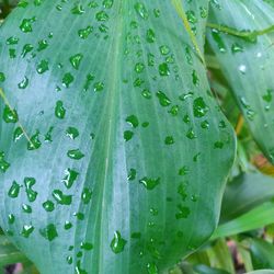 Close-up of raindrops on leaf