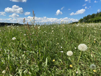 Scenic view of grassy field against sky