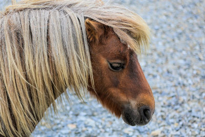Close-up of a horse