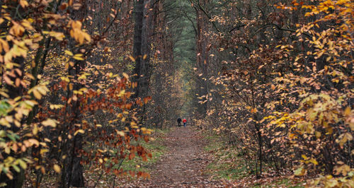 Trees growing in forest during autumn