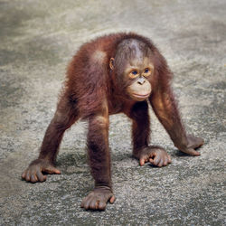 Cute baby orangutan.