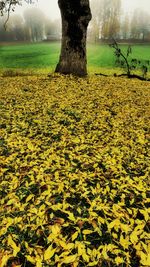 Tree trunk on field