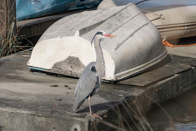 Close-up of pelican on lake