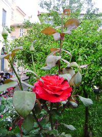 plant