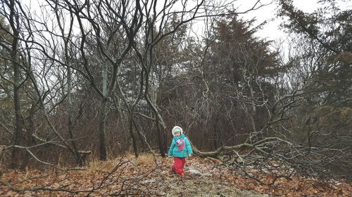Bare trees in forest