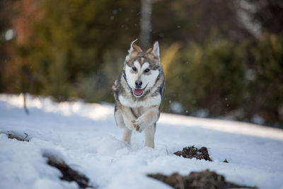 Dog on field during winter