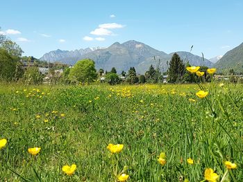 Yellow flowering plants on field against sky