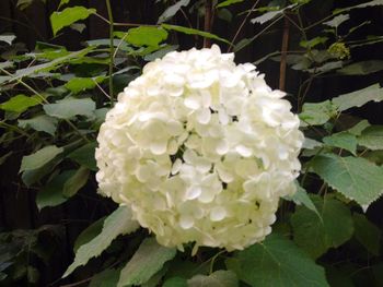 Close-up of white flowers