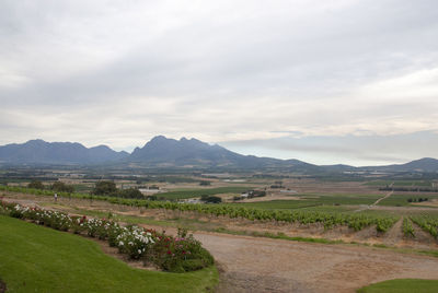 Scenic view of agricultural field against sky