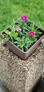 Close-up of potted plant
