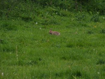 View of bird on grassy field