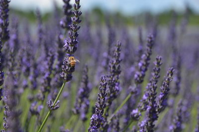 Close-up of bee pollinating on purple flowering plant