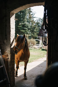 Horse standing in forest