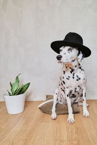 Dog looking away while sitting on floor against wall