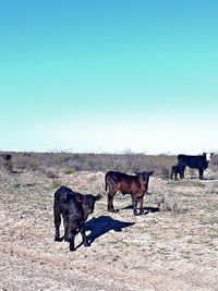 Horses standing in the field