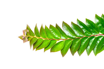 Close-up of leaves on white background