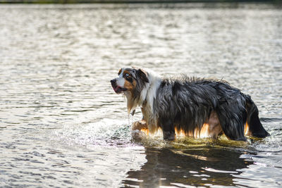 Dog standing in a lake