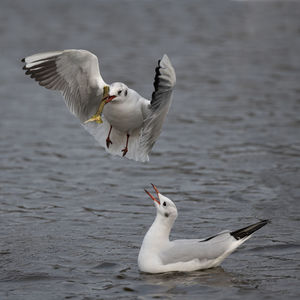 bird