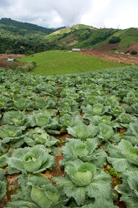 Close-up of fresh green field against sky