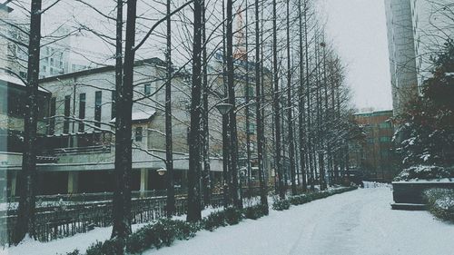 Snow covered trees against sky