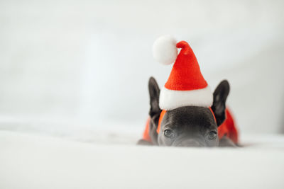 Close-up of toy against white background