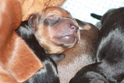 Close-up of dog sleeping