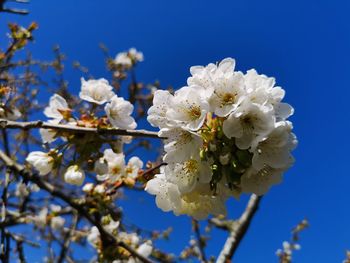 Close-up of white cherry blossoms against sky
