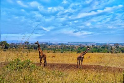 View of giraffes on field against sky