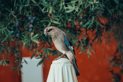 Bird perching on a tree