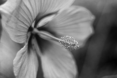 Close-up of flowering plant