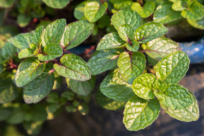 Close-up of green leaves