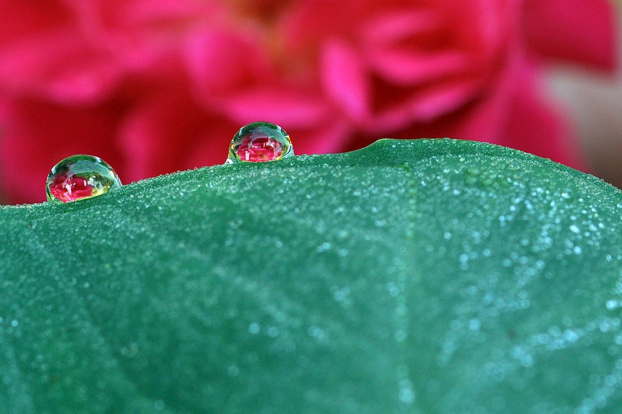 CLOSE-UP OF WET PLANT