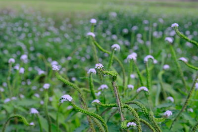 Close-up of flowering plant on field