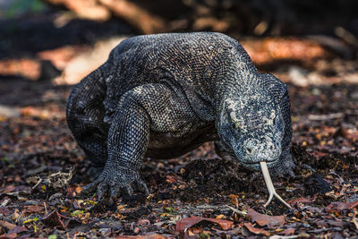 Close-up of komodo dragon on field