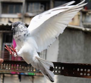 Close-up of seagull flying against railing